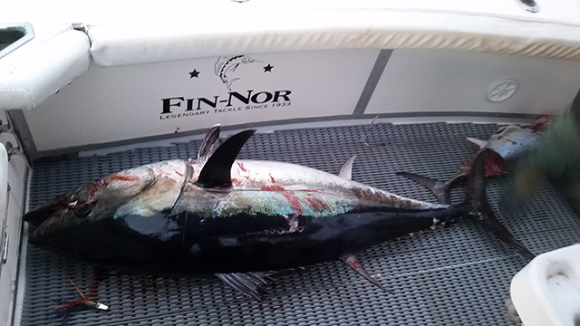 ANGLER: Jack Gard  SPECIES: Southern Bluefin Tuna
 WEIGHT: 100kg LURE: JB Lures, 6.5" Micro Dingo. 