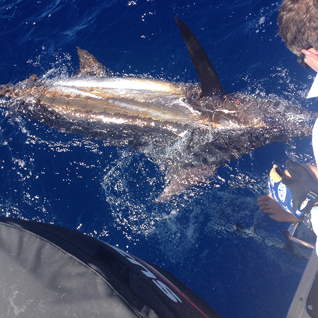 ANGLER: Neville Griffin SPECIES: Blue Marlin
WEIGHT: Est. 80kgs LURE: JB Lures, 10" Dingo.