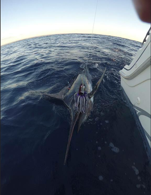 ANGLER: Scott MacGowan SPECIES: Black Marlin
WEIGHT: Est. 40kgs LURE: JB Lures, 11" Medium Chopper.