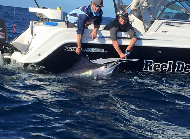 ANGLER: Chris Russell SPECIES: Striped Marlin
WEIGHT: Est. 130kgs LURE: 8" JB Lures Little Ripper.