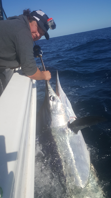 ANGLER: Chris Russell SPECIES: Striped Marlin
WEIGHT: Est. 130kgs LURE: 8" JB Lures Little Ripper.