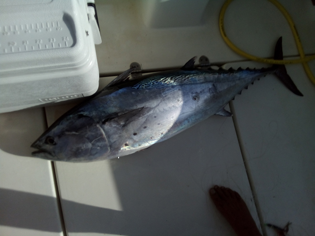 ANGLER: Austin Psaila SPECIES: Kawa Kawa (also known as Mackerel Tuna and Little Tunny) WEIGHT: 17.5kg LURE: 8" JB Lures Little Dingo.