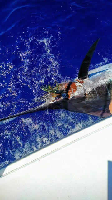 ANGLER: Steve Ward SPECIES: Blue Marlin
WEIGHT: Est. 150kg LURE: JB Lures 14" Big Chook.