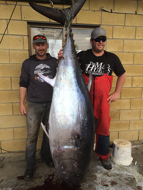 ANGLER: Marcus White SPECIES: Southern Bluefin Tuna
WEIGHT: 137kg LURE: JB Lures Little Dingo in Lumo.