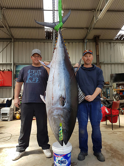 ANGLER: Marcus White SPECIES: Southern Bluefin Tuna
WEIGHT: 137kg LURE: JB Lures Little Dingo in Lumo.