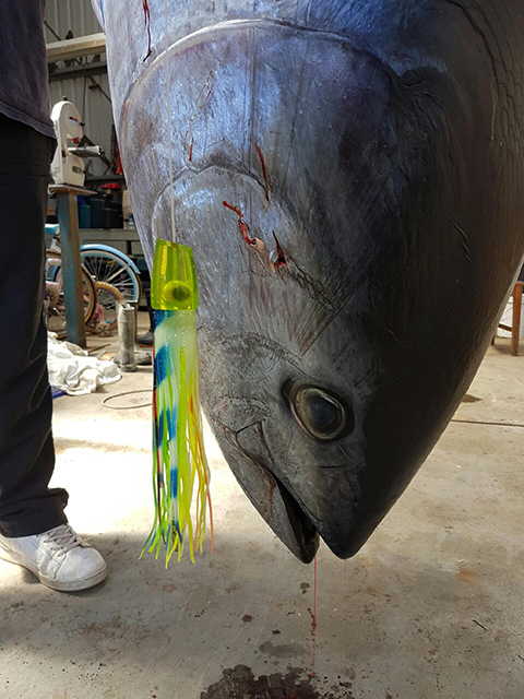 ANGLER: Marcus White SPECIES: Southern Bluefin Tuna
WEIGHT: 137kg LURE: JB Lures Little Dingo in Lumo.