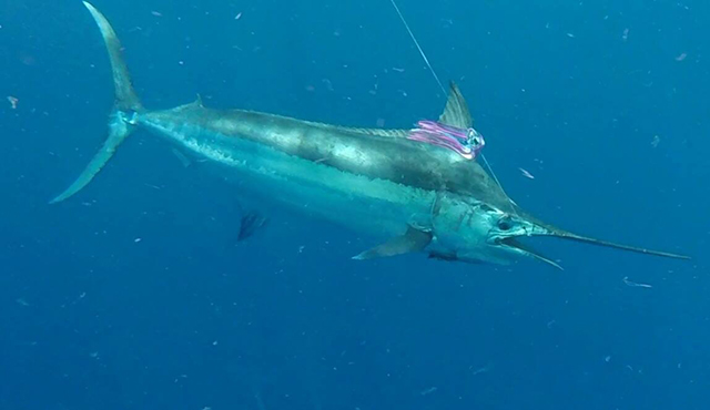 ANGLER: Brett Berger SPECIES: Blue Marlin WEIGHT: Est 150kg LURE: JB Chook.