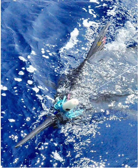 ANGLER: charter client  SPECIES: Blue Marlin
 WEIGHT: Est 670lb LURE: JB Plunger.