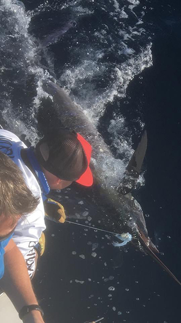 ANGLER: Steve Ward  SPECIES: Blue Marlin  WEIGHT: Est 180kg LURE: JB Dingo.