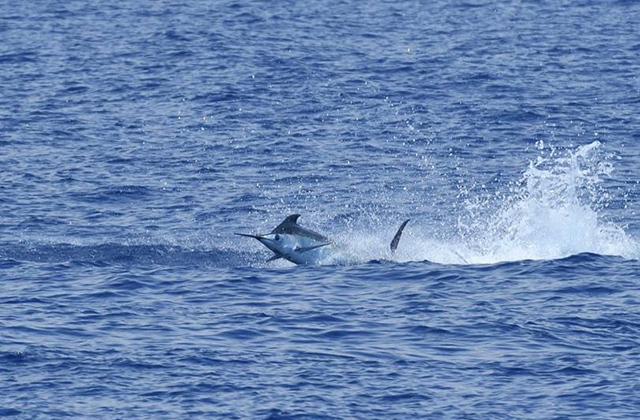 ANGLER: charter client  SPECIES: Blue Marlin  WEIGHT: Est 250lb LURE: JB Lures Big Dingo.