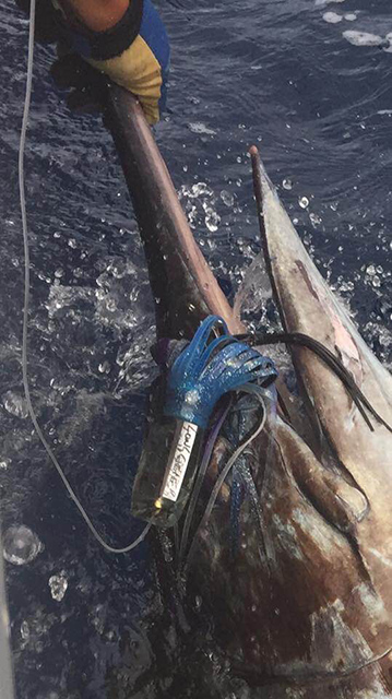 ANGLER: Brett Pickup SPECIES: Blue Marlin WEIGHT: Est. 170kg LURE: 13" JB Smoking Gun.