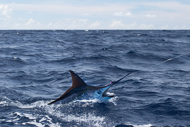 ANGLER: Joey SPECIES: Blue Marlin WEIGHT: Est. 130kg LURE: 10" JB Dingo.