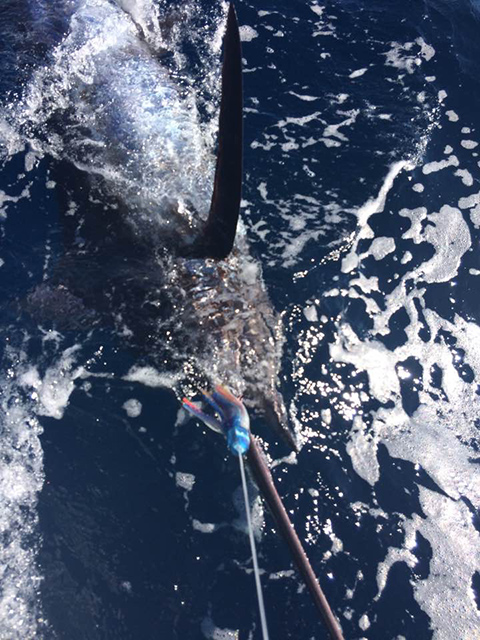 ANGLER: George Tome  SPECIES: Blue Marlin WEIGHT: Est. 170kg LURE: 10" JB Dingo.