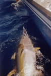 45 Kg Yellowfin tagged during 2004 White Sands Tournament on Reel Quick using a Little Ripper JB Stripy lure. (18kb)