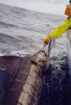 Est. 90 Kg Striped Marlin caught by a Stripy Little Ripper lure. (19kb)