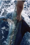 Brendan Parrish with a 60 Kg Striped Marlin on a “Little Ripper” “JB Stripy” lure (27kb)