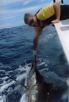 Brendan Parrish with Est. 80 Kg Striped Marlin, “Little Ripper” lure, aboard Pelagic. (18kb)