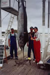 Vessel Reel Quick with a 225.2 Kg Blue Marlin on 24 Kg Tackle, caught with a “Evil”“Dingo” lure.