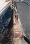 Vessel Reel Quick with a 225.2 Kg Blue Marlin on 24 Kg Tackle, caught with a “Evil”“ Dingo” lure.