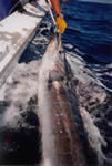 70 Kg Striped Marlin, caught with a “Evil”“Dingo” lure.