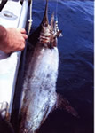 ANGLER: Andrew Maybury. SPECIES: Blue Marlin. WEIGHT: 153.4 Kg.