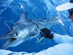 ANGLER: Peter Childs. SPECIES: Blue Marlin. WEIGHT: Tagged, Est. 85 Kg.