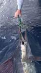 ANGLER: Peter Childs SPECIES: Striped Marlin WEIGHT: Est. 70 Kg