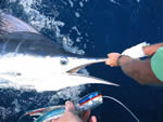 ANGLER: Peter Childs SPECIES: Striped Marlin WEIGHT: 80 Kg