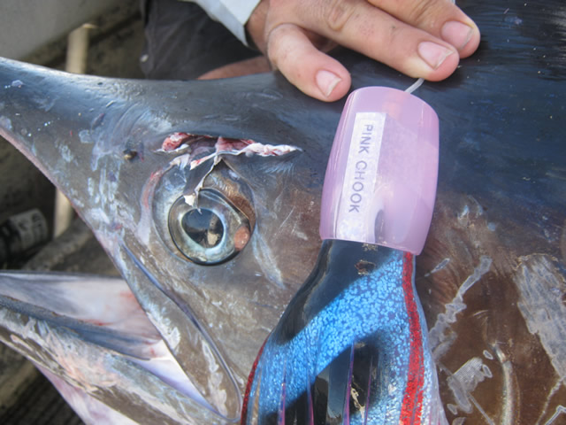 ANGLER: John Klapsis  SPECIES: Black Marlin  WEIGHT: Est. 70 Kg LURE: JB Lures, Pink Chook