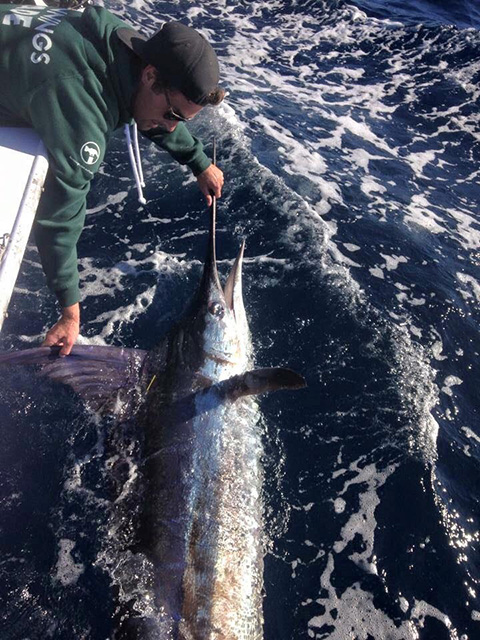 ANGLER: Mitch Allen SPECIES: Striped Marlin  WEIGHT: Est.60kg. LURE: JB Lures 10" Smoking Gun.