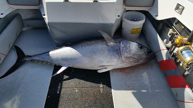 ANGLER: Damien Xerri SPECIES: Southern Bluefin Tuna  WEIGHT: 82.5kg LURE: JB Lures 10" Dingo.