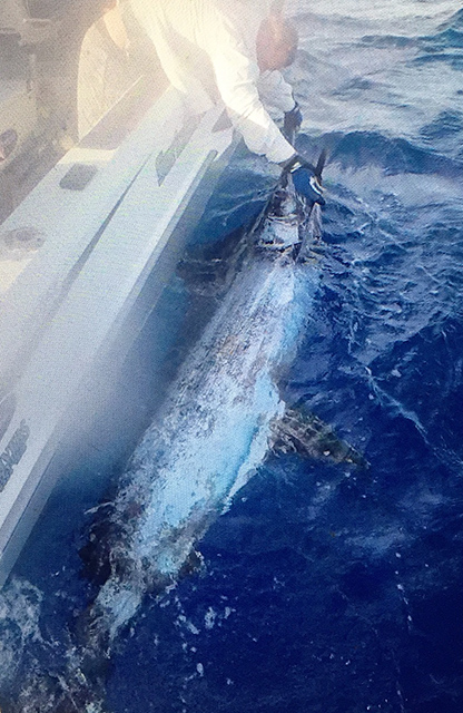 ANGLER: Simon Carey SPECIES: Blue Marlin  WEIGHT: Est. 250kg LURE: JB Lures, 13" Big Dingo.