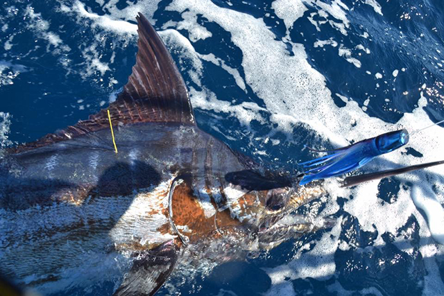 ANGLER: Jo-Ann Riley  SPECIES: Blue Marlin
 WEIGHT: Est 130kg LURE: JB Lures Big Dingo.