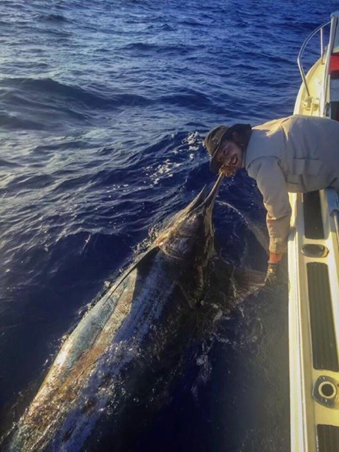 ANGLER: Nate Brejnak  SPECIES: Blue Marlin
 WEIGHT: Est 350kg LURE: JB Lures Dingo.