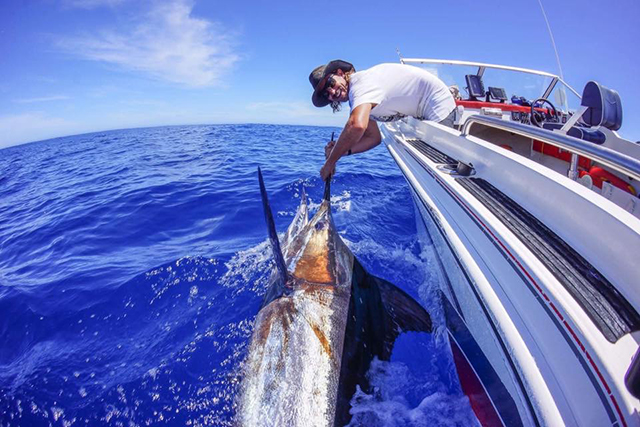 ANGLER: Nate Brejnak  SPECIES: Blue Marlin
 WEIGHT: Est 280kg LURE: JB Lures Dingo.