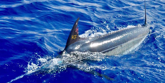 ANGLER: charter client  SPECIES: Blue Marlin
 WEIGHT: Est 650lb LURE: JB Plunger.