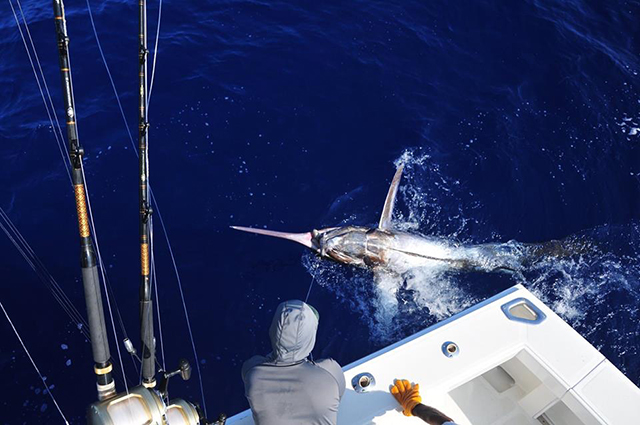 ANGLER: charter client  SPECIES: Blue Marlin  WEIGHT: Est 550lb LURE: JB Lures XXL Dingo.