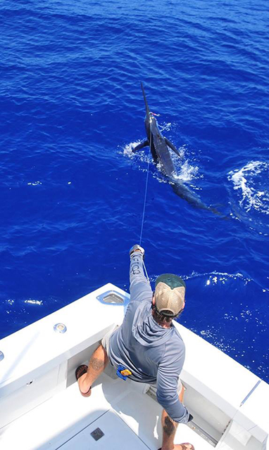 ANGLER: charter client  SPECIES: Blue Marlin  WEIGHT: Est 550lb LURE: JB Lures XXL Dingo.