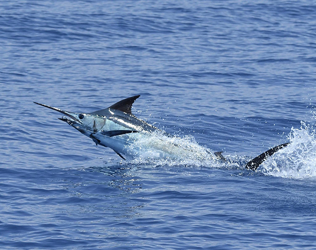 ANGLER: charter client  SPECIES: Blue Marlin  WEIGHT: Est 300lb LURE: JB Lures XXL Dingo.