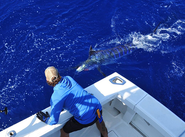 ANGLER: charter client  SPECIES: Blue Marlin  WEIGHT: Est 300lb LURE: JB Lures XXL Dingo.