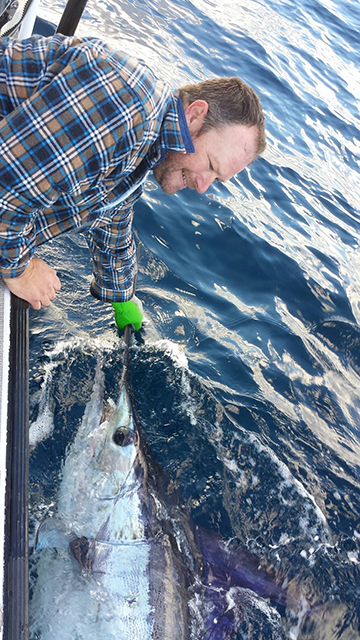 ANGLER: Martin Brewster  SPECIES: Striped Marlin  WEIGHT: Est 80kg LURE: JB Dingo.