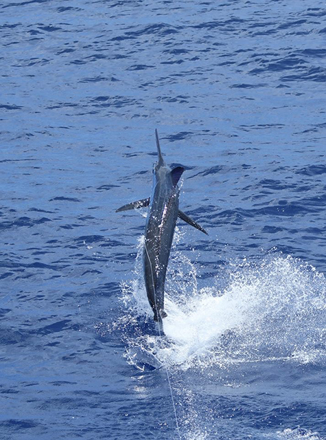 ANGLER: charter client  SPECIES: Blue Marlin  WEIGHT: Est 250lb LURE: JB Lures Big Dingo.