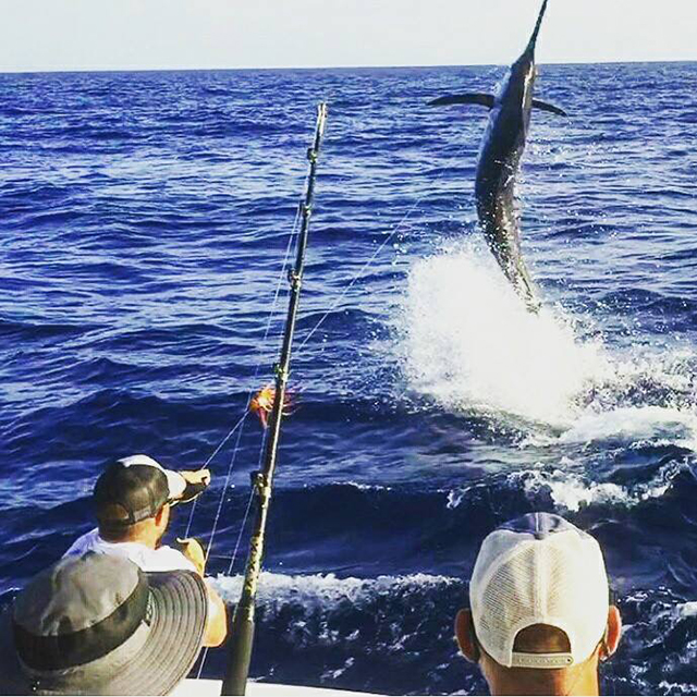 ANGLER: Mark Baker  SPECIES: Blue Marlin  WEIGHT: Est 400lb LURE: JB Lures Big Dingo.