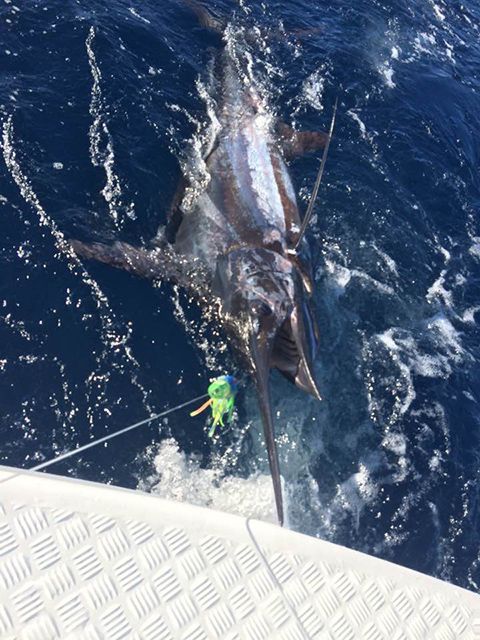 ANGLER: George Tome  SPECIES: Blue Marlin WEIGHT: Est. 220kg LURE: 12.5" JB Big Dingo.