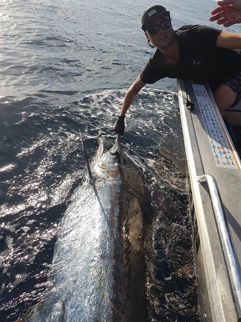 ANGLER: Jesse Ryan  SPECIES: Blue Marlin WEIGHT: Est. 130kg LURE: 8" JB Little Ripper.